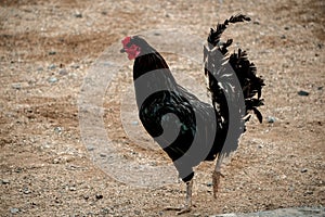 Free range chickens wandering around in a farmyard