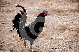 Free range chickens wandering around in a farmyard