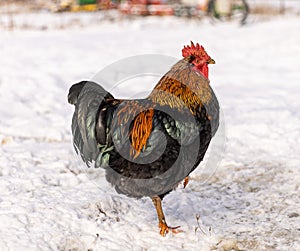 Free range cock in the winter