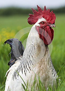 Free Range Cockerel photo