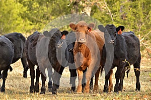 Free range cows in the woods