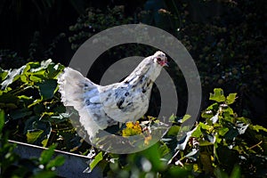 Free range cross breed hen on fence in Australian sustainable garden keeping chickens, self sufficiency at home