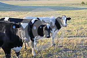 Free Range Dairy Cows Grazing in a Field