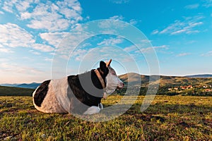 Free-range dairy farming cow resting on Zlatibor hills slopes