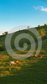 Free-range dairy farming cows grazing on Zlatibor hills slopes