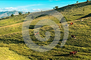 Free-range dairy farming cows grazing on Zlatibor hills slopes