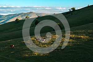 Free-range dairy farming cows grazing on Zlatibor hills slopes