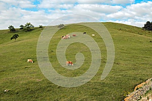 Free-range dairy farming cows grazing on Zlatibor hills slopes