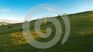 Free-range dairy farming cows grazing on Zlatibor hills slopes