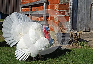 Free range domestic turkey
