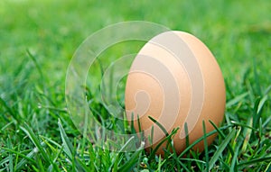 Free range egg