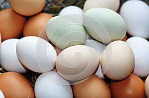 Free-range eggs