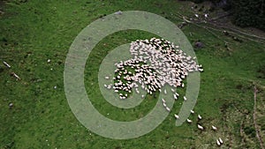 Free-range Flock of Sheep on a Mountain in Romania Aerial view of herding sheep