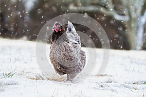 Free Range French Blue Copper Maran Hen