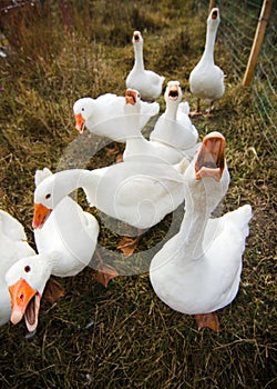 Free range geese
