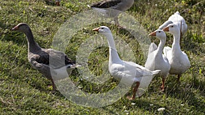 Free-range geese
