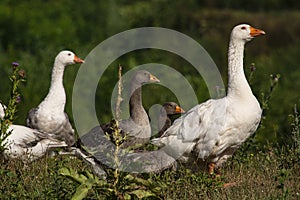 Free-range geese in an open field