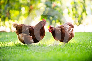 Free range happy red chickens walking on grass