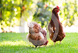 Free range happy red chickens walking on grass