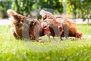 Free range happy red chickens walking on grass