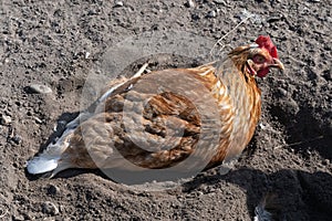 Free range hen bathing in sand. Hen lying on sandy ground to remove vermin from the feathers. photo