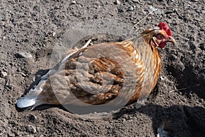 Free range hen bathing in sand. Hen lying on sandy ground to remove vermin from the feathers.