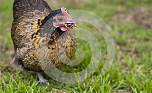 Free range hen crele bantam organic poultry