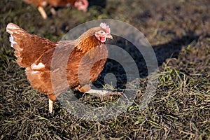 Free range hen in early spring on meadow in the evening sun.