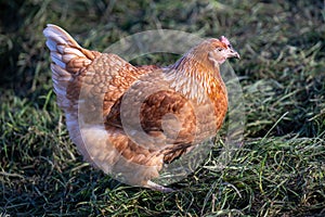 Free range hen in early spring on meadow in the evening sun.