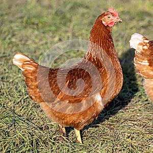 Free range hen in early spring on meadow in the evening sun.