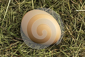 Free-range hen egg in a hay nest.