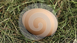 Free-range hen egg in a hay nest.