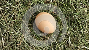 Free-range hen egg in a hay nest.