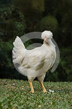 Free-Range Hen Foraging in Natural Farm Environment