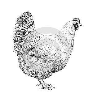 Free range hen illustration old lithography style