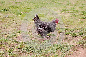 Free Range Hen in Pasture