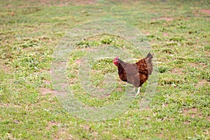 Free Range Hen in Pasture