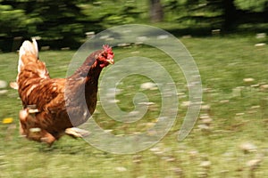 Free range hen running in a meadow