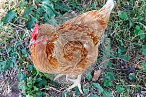 free range hen top view in a chicken coop