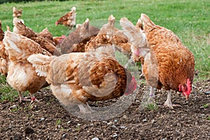 Free Range Hens