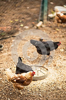 Free range hens