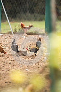 Free range hens