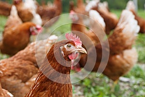 Free-range hens (chicken) on an organic farm photo