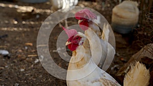 Free-range hens and chickens. Ecology, sustainable production. Eco farm context