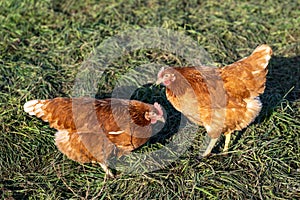 Free range hens in early spring on meadow in the evening sun.