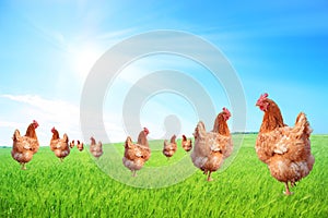 Free-range hens on a farm