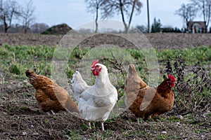 Free-range hens on a farm.