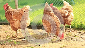 Free Range Hens in a farmyard