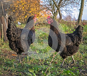 Free Range Hens Foraging Together