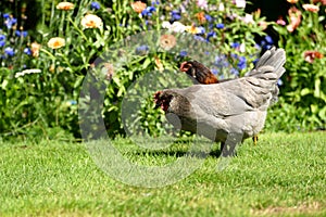 Free range hens in garden